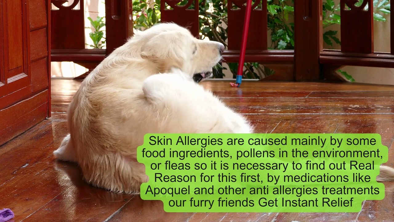 Most Common Health Problems That Bother Dogs and Proactive Prevention Strategies (1) video