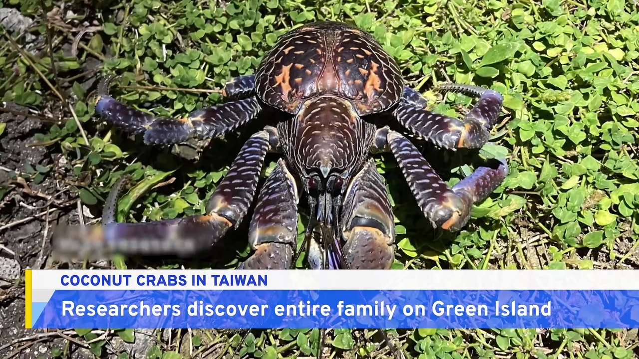 Entire Family of Coconut Crabs Found on Green Island video Dailymotion