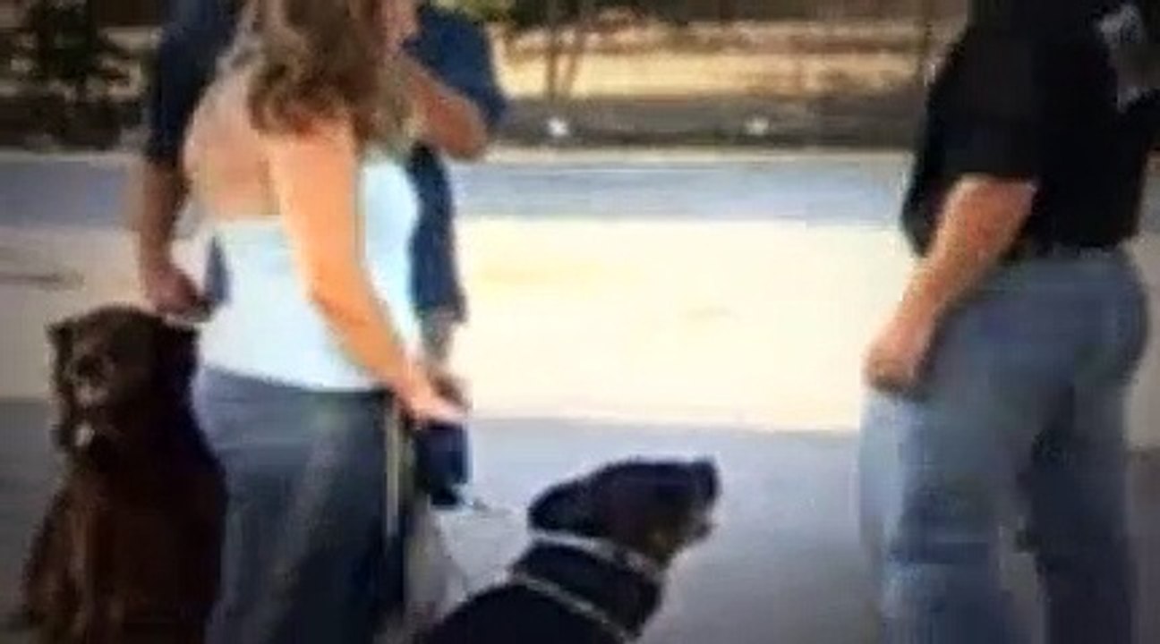 The Dog Whisperer Season 1 Episode 9 Churchill And Maya (Raging Rottie