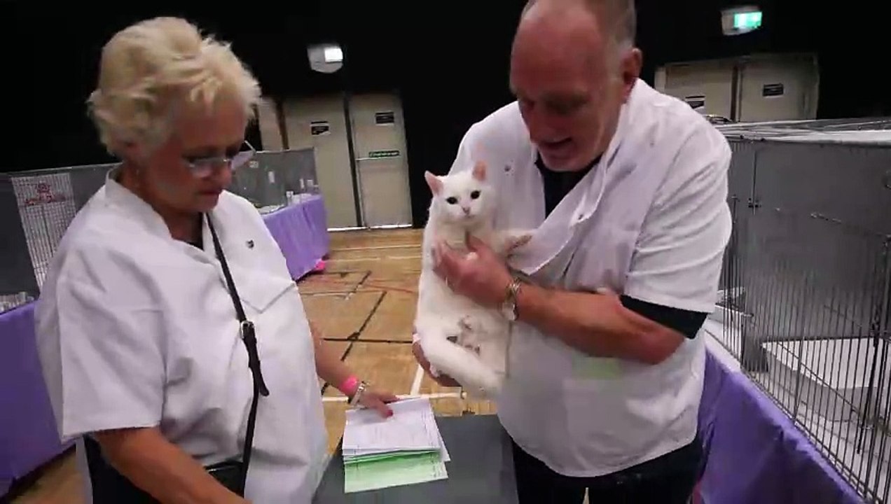 Doncaster Cat Show 2023 video Dailymotion