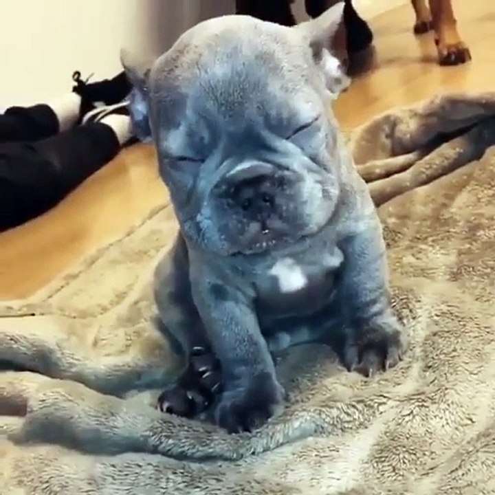 dog wants to sleep─影片 Dailymotion