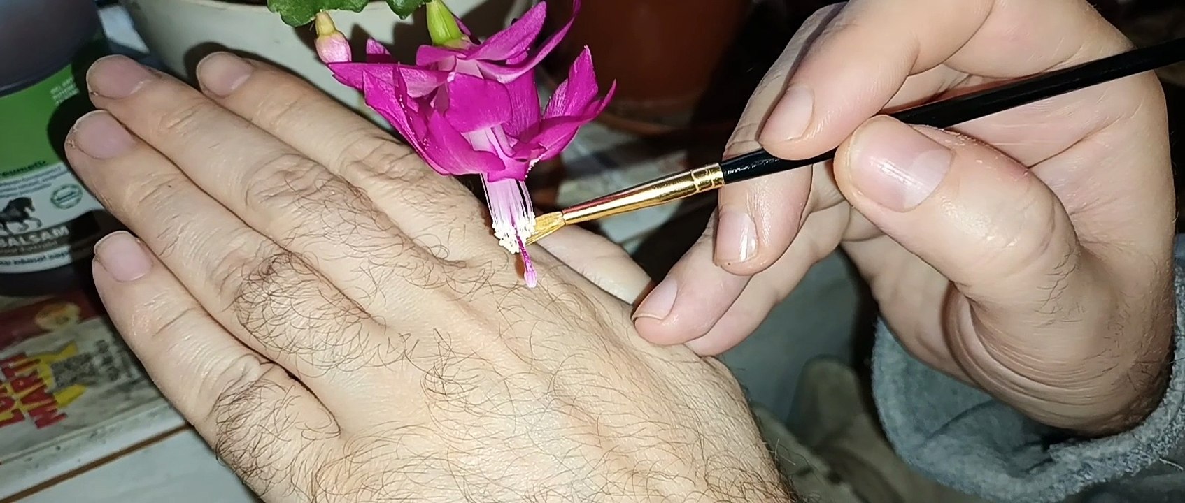 Pollinating christmas cactus schlumbergera video Dailymotion