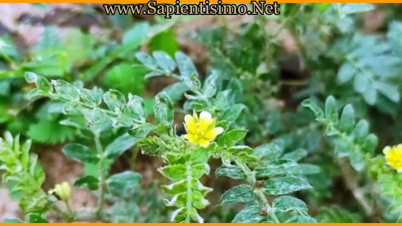 Tribulus terrestris, 15 Benefits for male Vídeo Dailymotion