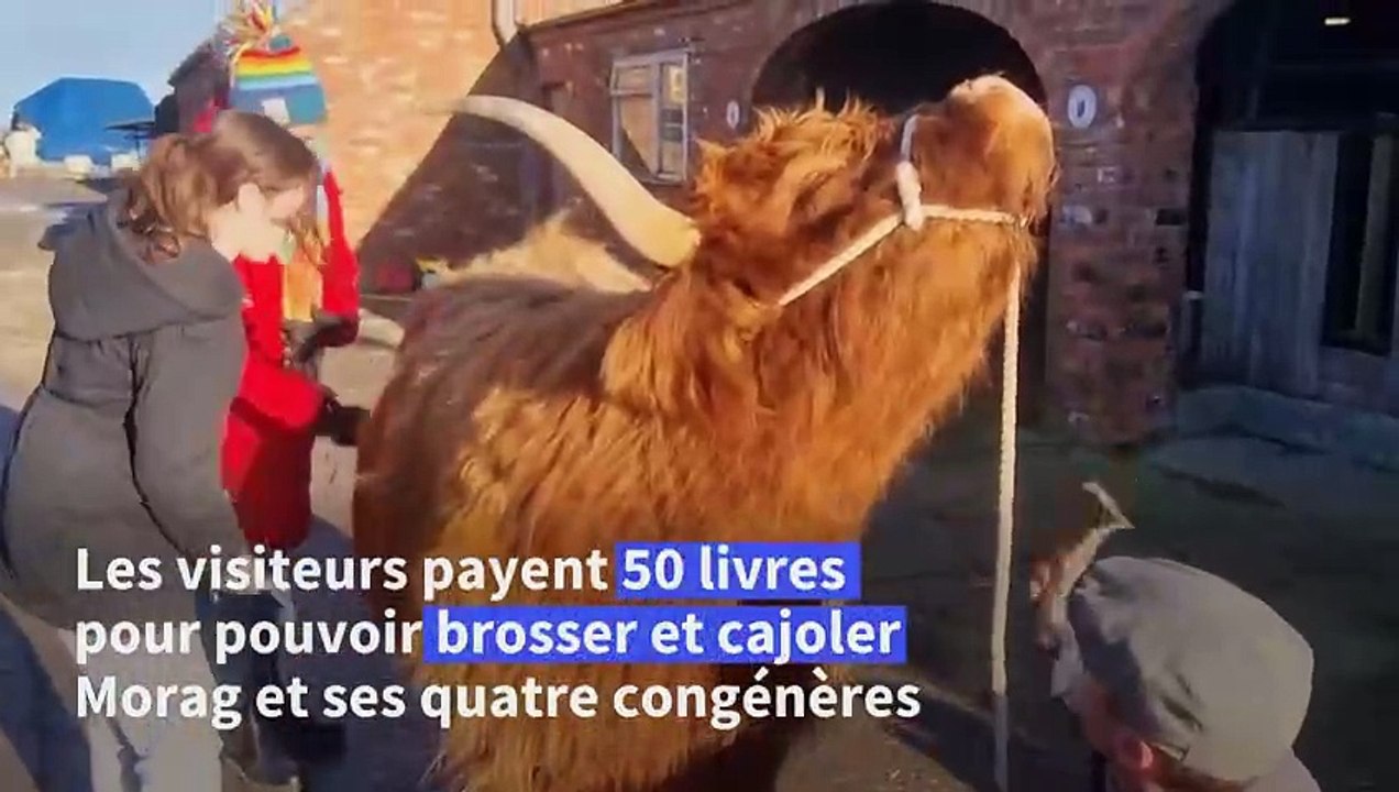 Des éleveurs anglais proposent des séances de câlins avec leurs vaches