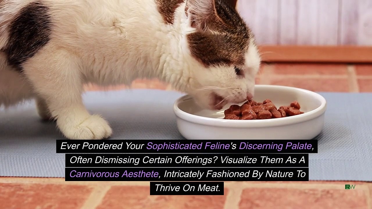 Why Are Cats Such Picky Eaters video Dailymotion