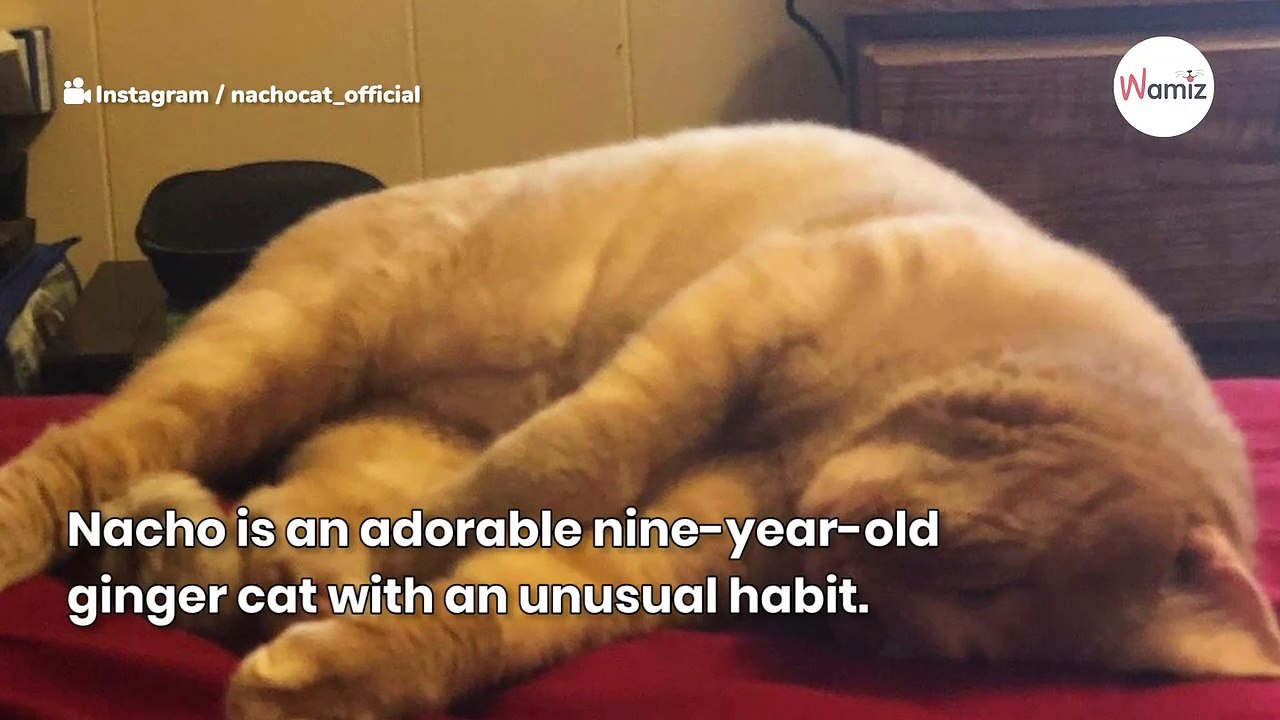 Why do cats fake chew? Vet's explanation leaves owner stunned video