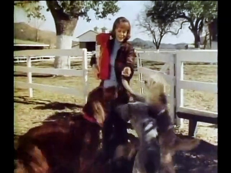 1977 Gravy Train Dog Food with June Lockhart TV commercial video