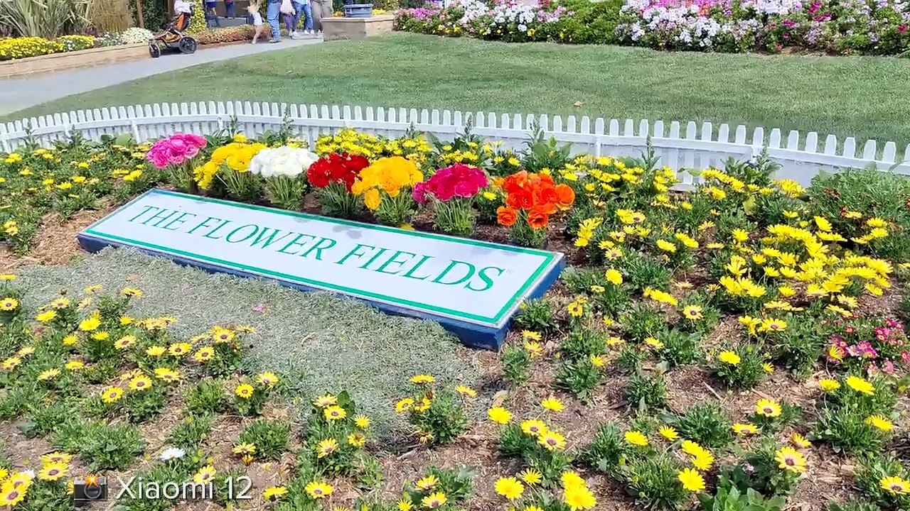 Xiaomi 12 CAMERA VLOG TEST Carlsbad flower fields! video Dailymotion