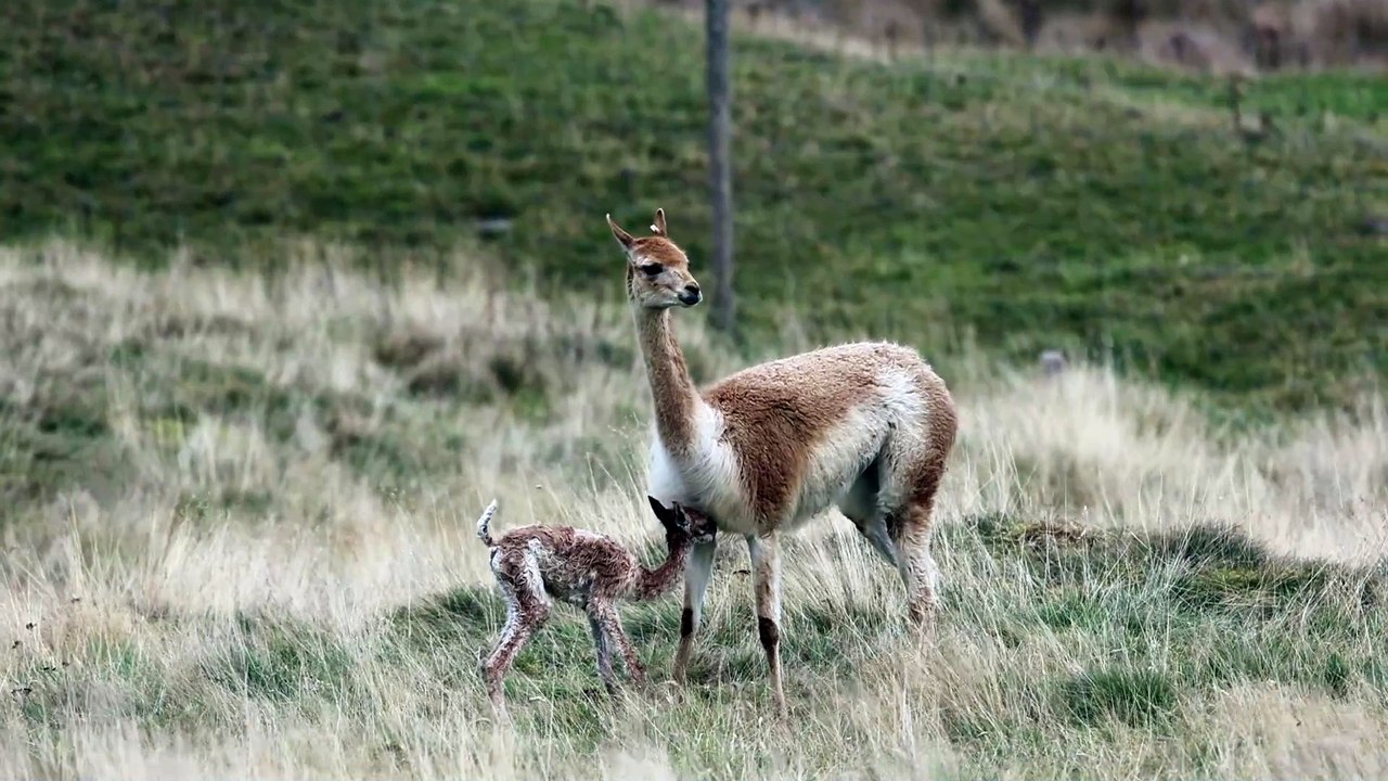 Highland Wildlife Park celebrates birth of first ever baby vicuna