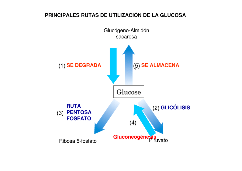 PRINCIPALES RUTAS DE UTILIZACIÓN DE LA GLUCOSA RUTA