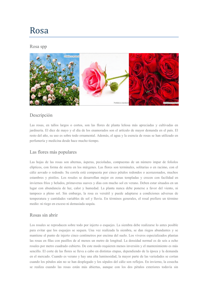 Rosa spp Descripción Las flores más populares Rosas sin abrir