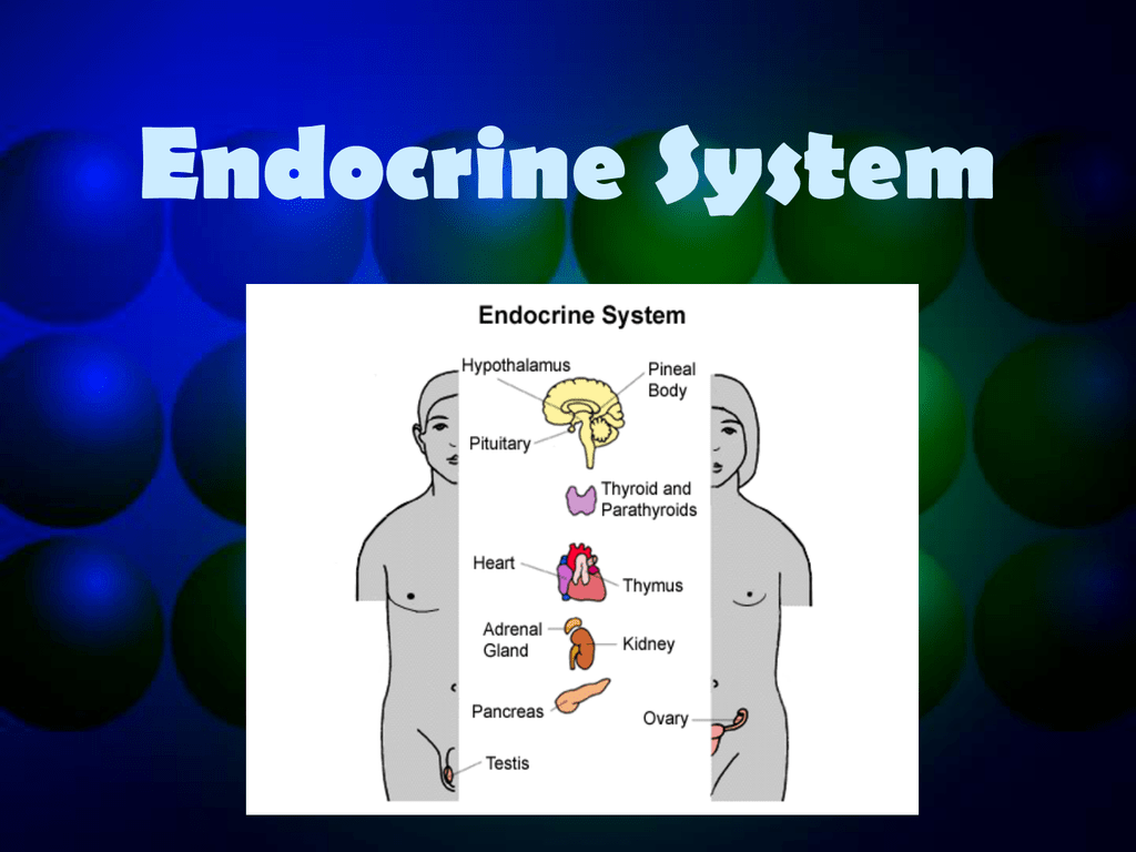 Endocrine System