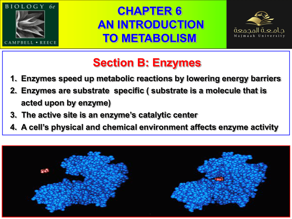 CHAPTER 6 AN INTRODUCTION TO METABOLISM Section B Enzymes