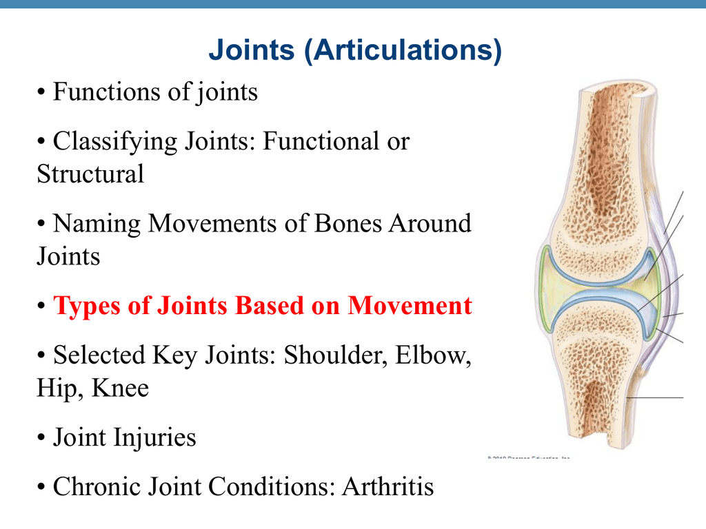 Joints (Articulations)