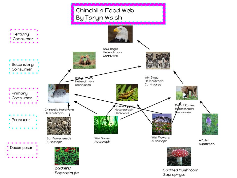 A series about the food of a bald eagle