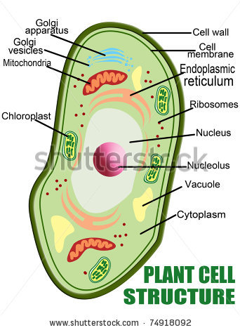 Plant Cell Analogy Project Diagram Great Installation Of Wiring