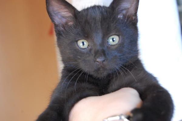 Wunderschöne schwarze BABYkatzen suchen zu Hause!