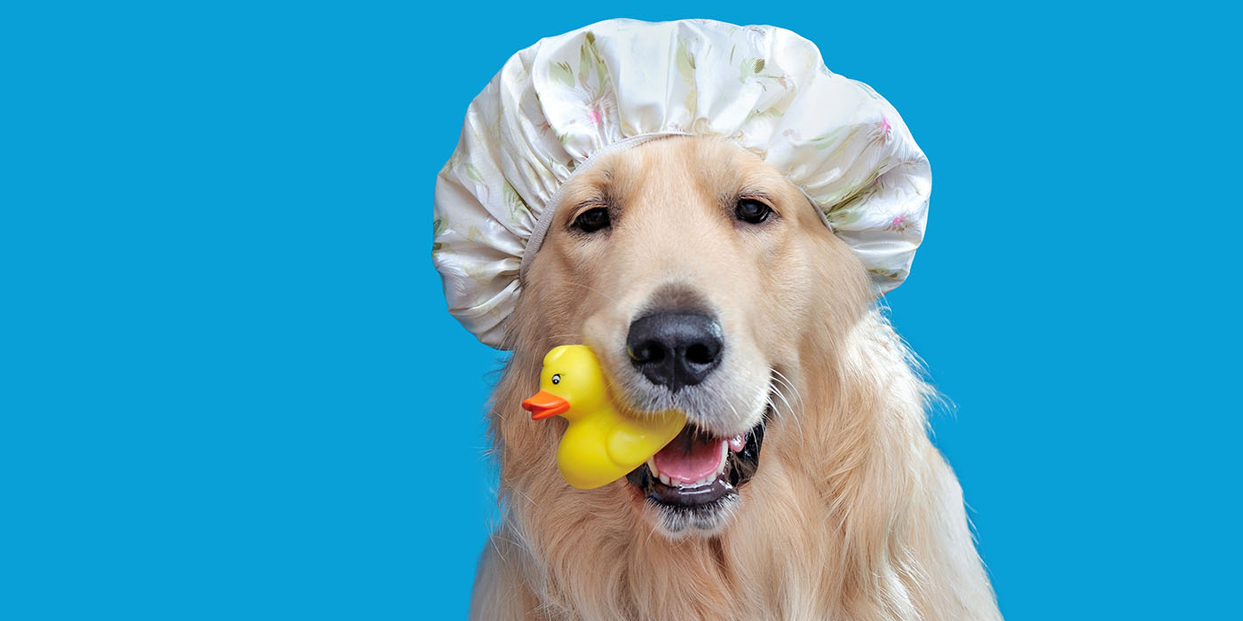 How Do You Wash A Dog