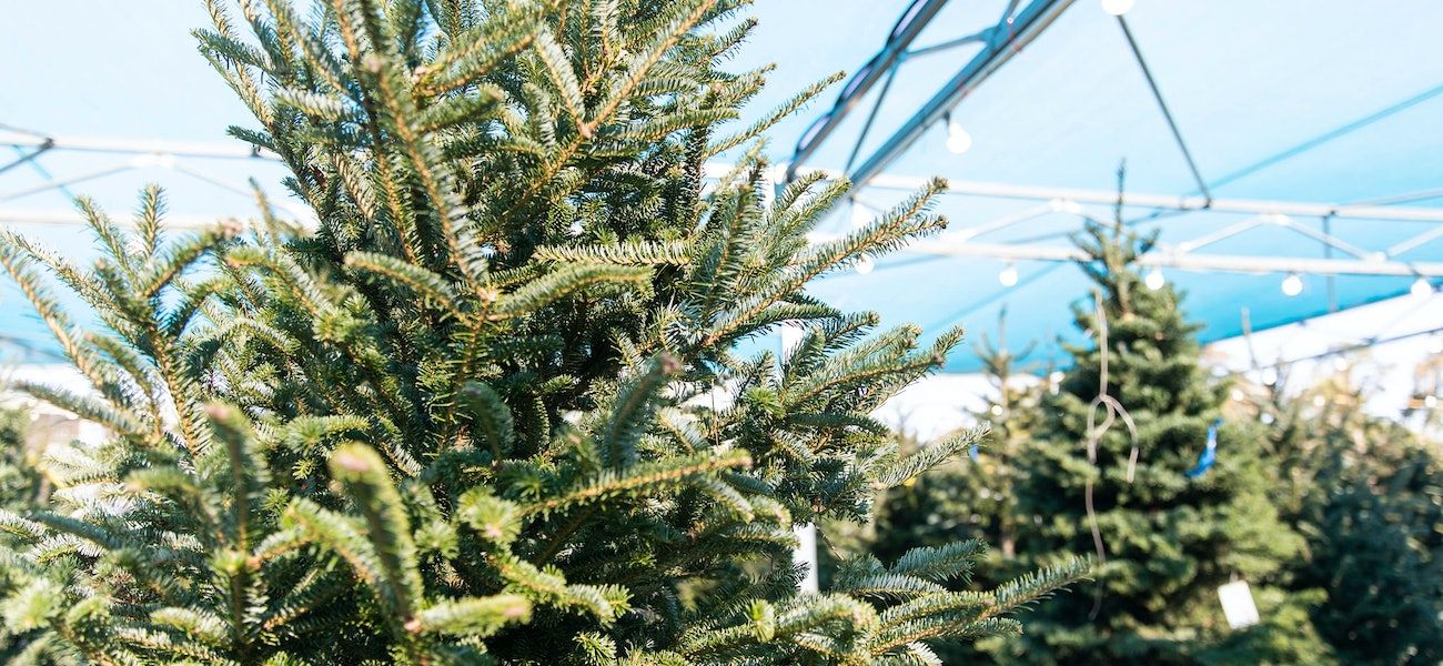 Christmas tree shortage? These Baton Rouge businesses are selling live