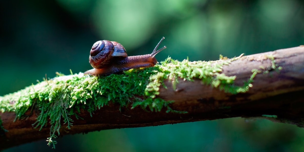 A Revolution in Creativity On Slow Writing ‹ Literary Hub