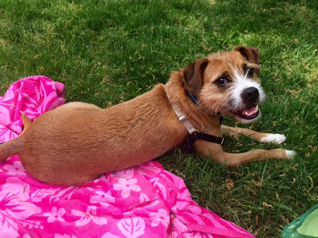 Your Afternoon Animal Fix | Popville