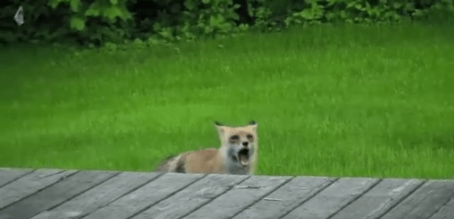 Beware Of The Screaming Fox And Protect Your Small Dogs!” - Popville