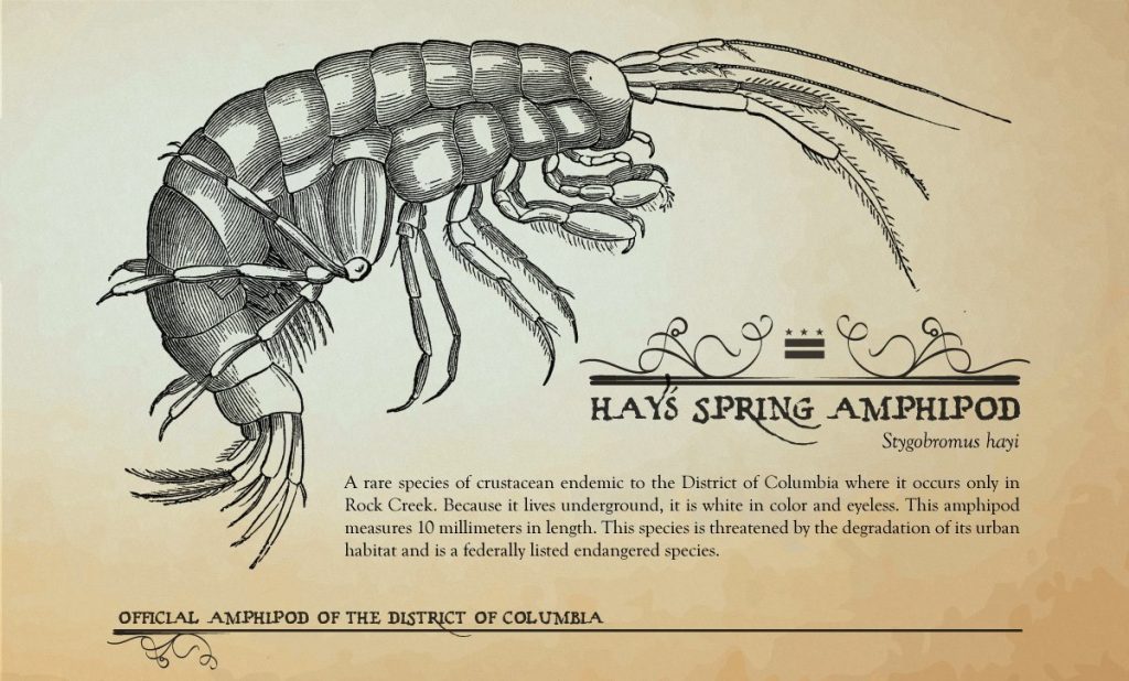 “the American Shad and the Hay’s Spring Amphipod are Washington, DC’s