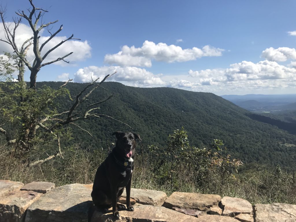 Your Afternoon Animal Fix PoPville
