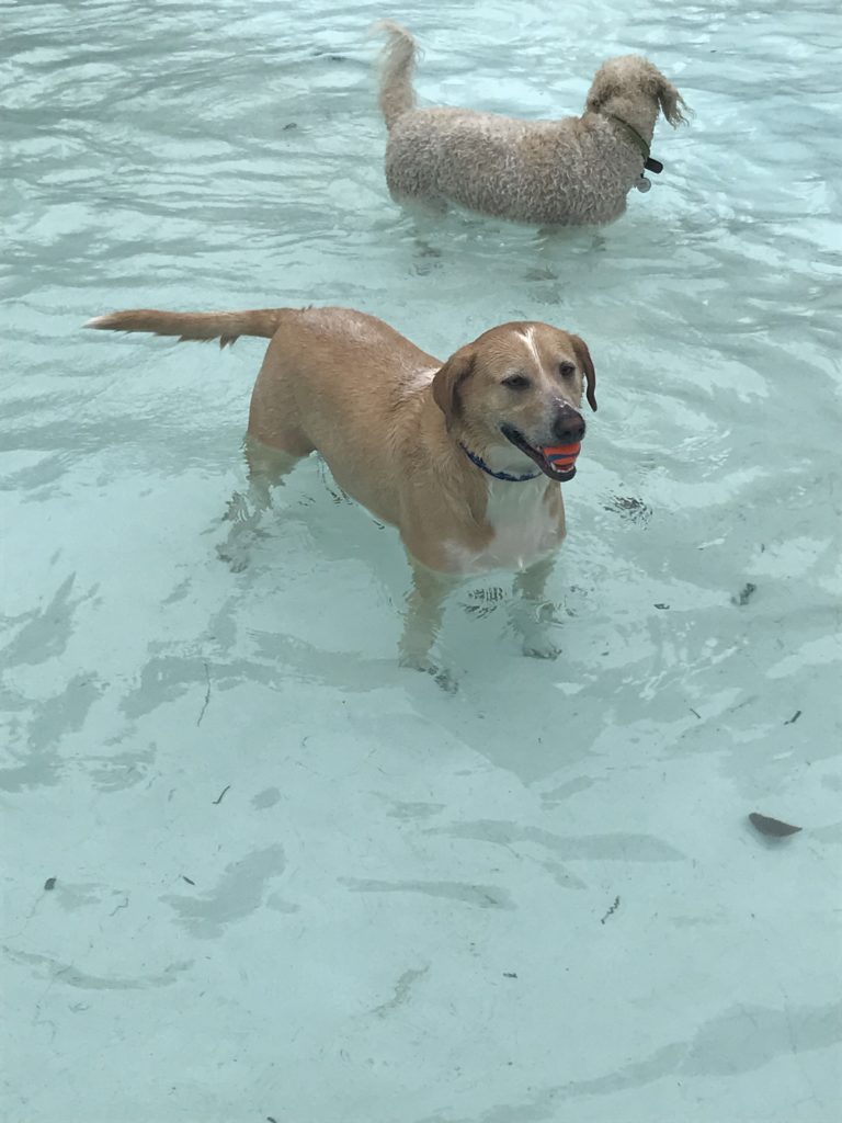 Your Afternoon Animal Fix PoPville