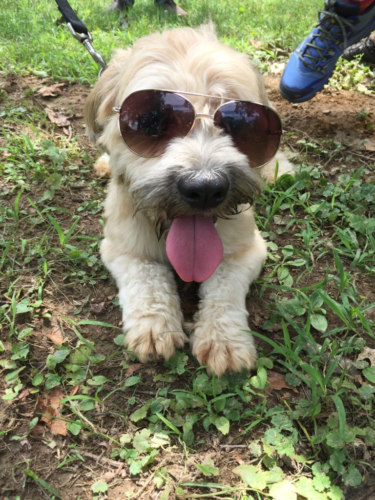 Your Afternoon Animal Fix PoPville