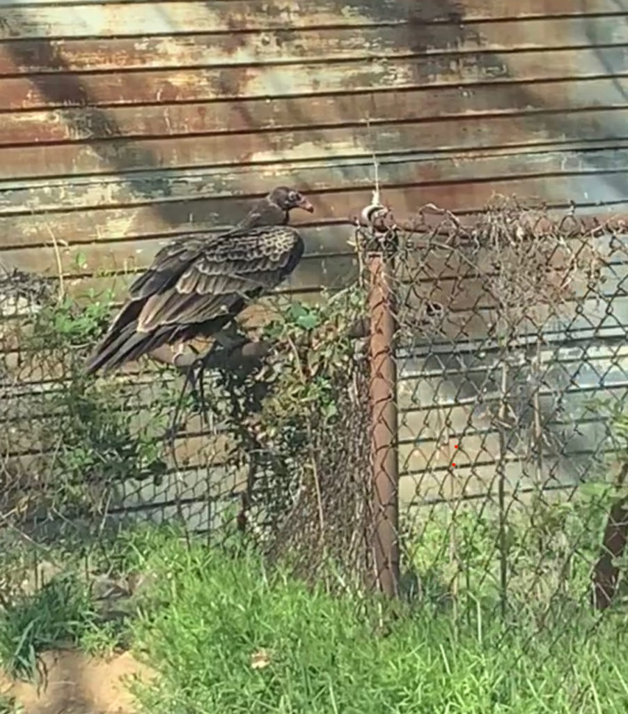 So Many Vultures around Town! PoPville