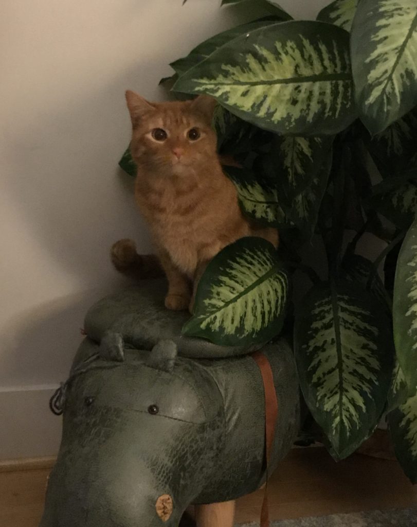 Your Afternoon Animal Fix PoPville