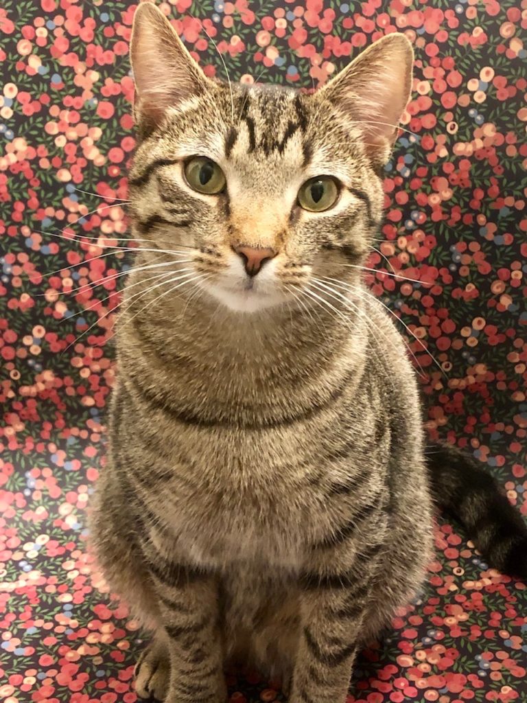 Your Afternoon Animal Fix PoPville