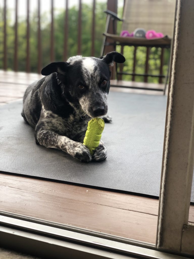 Your Afternoon Animal Fix PoPville