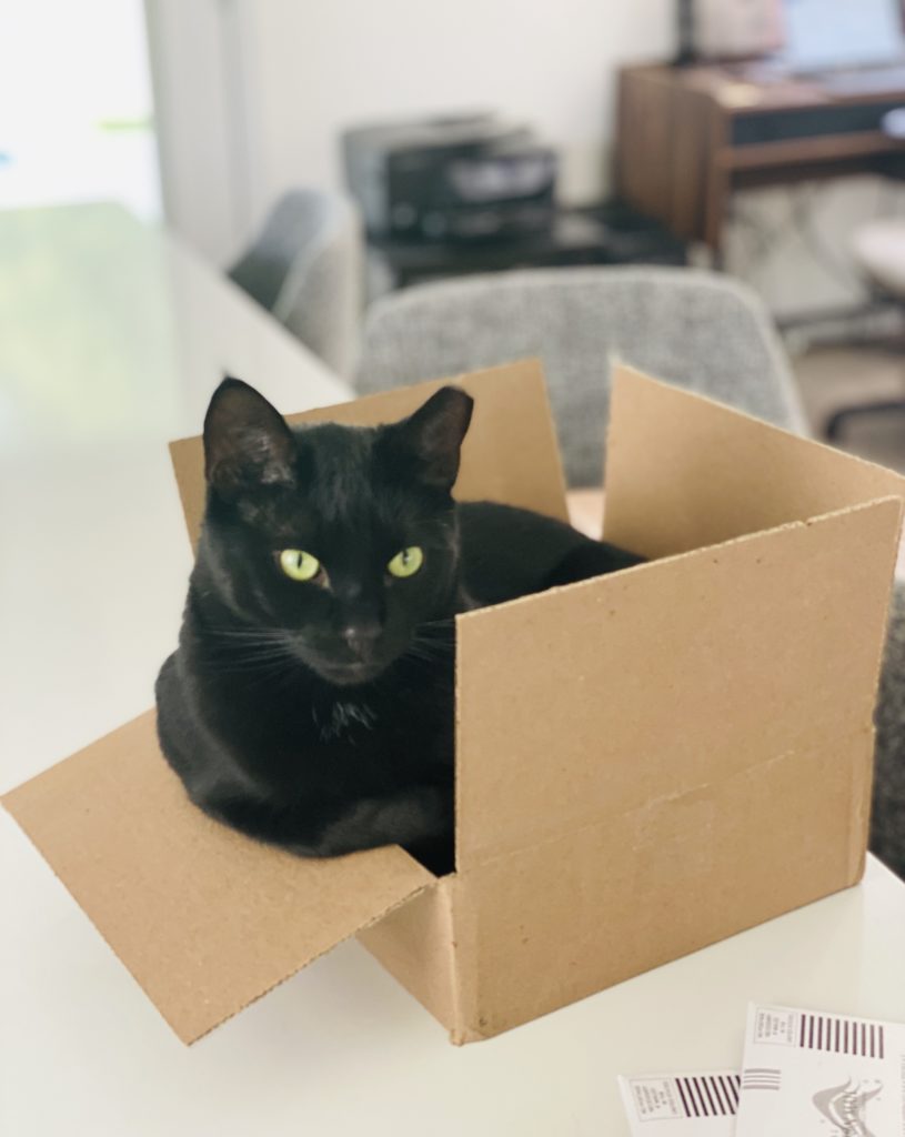 Your Afternoon Animal Fix PoPville