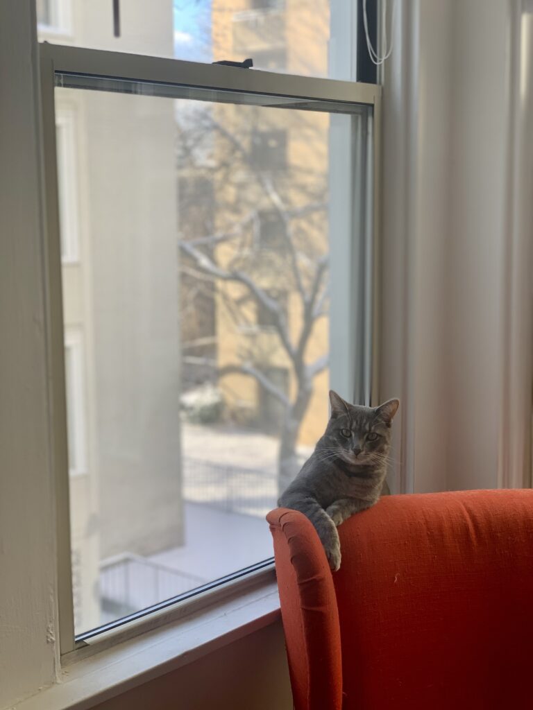 Your Afternoon Animal Fix PoPville