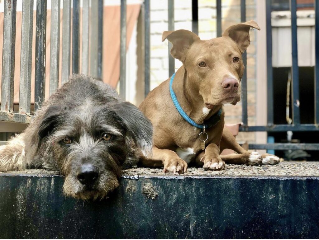 How Do I Adopt A Dog From Abroad