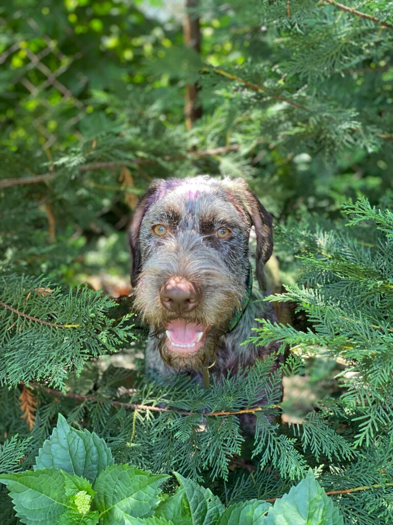 Your Afternoon Animal Fix PoPville