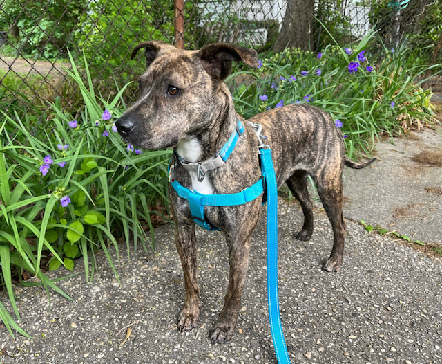 “Dogfriendly swimming spots?” PoPville