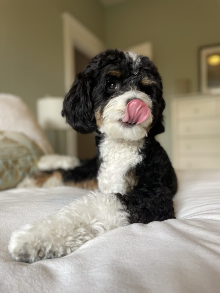 Your Afternoon Animal Fix PoPville