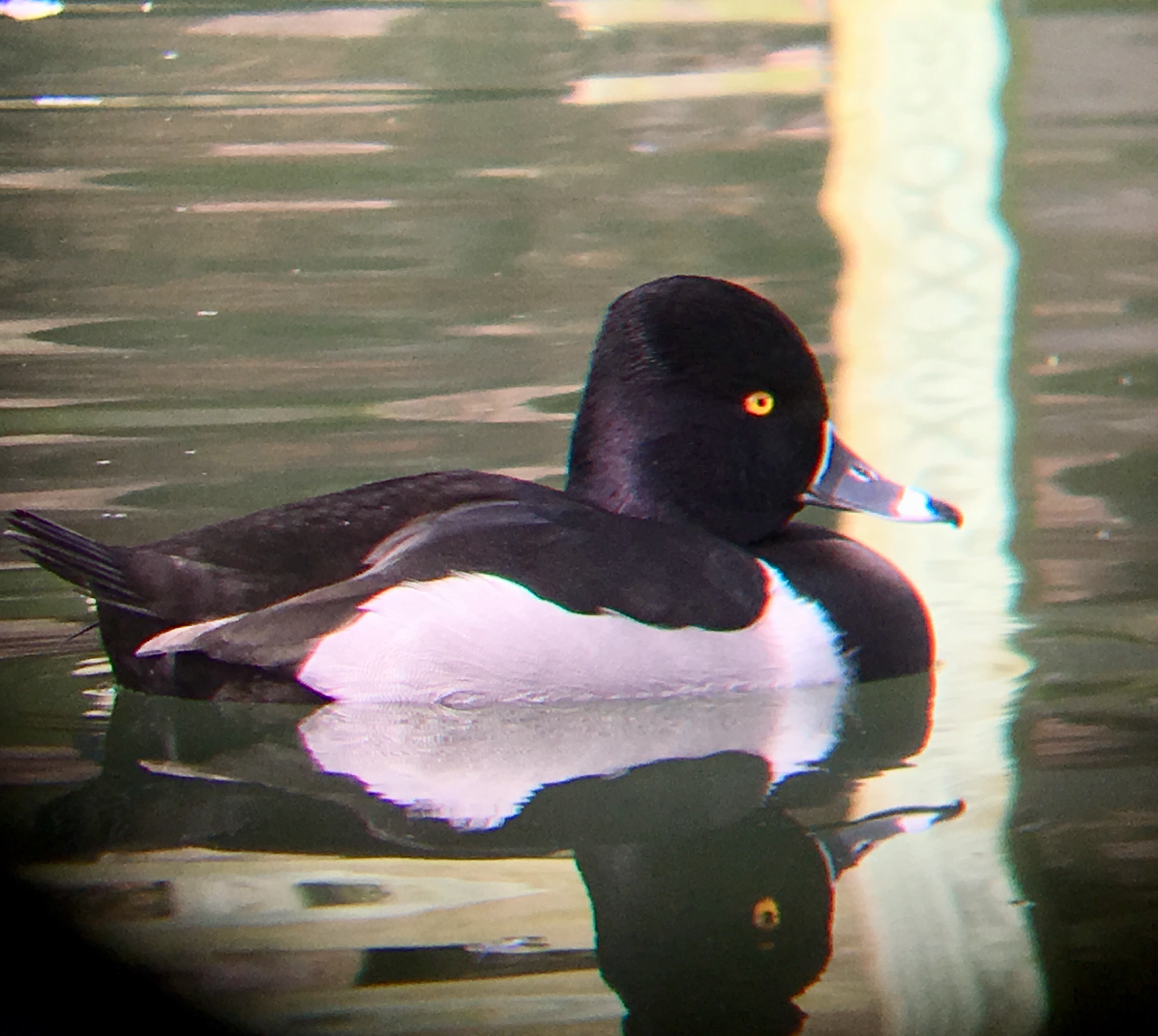 ducks The Houston Zoo