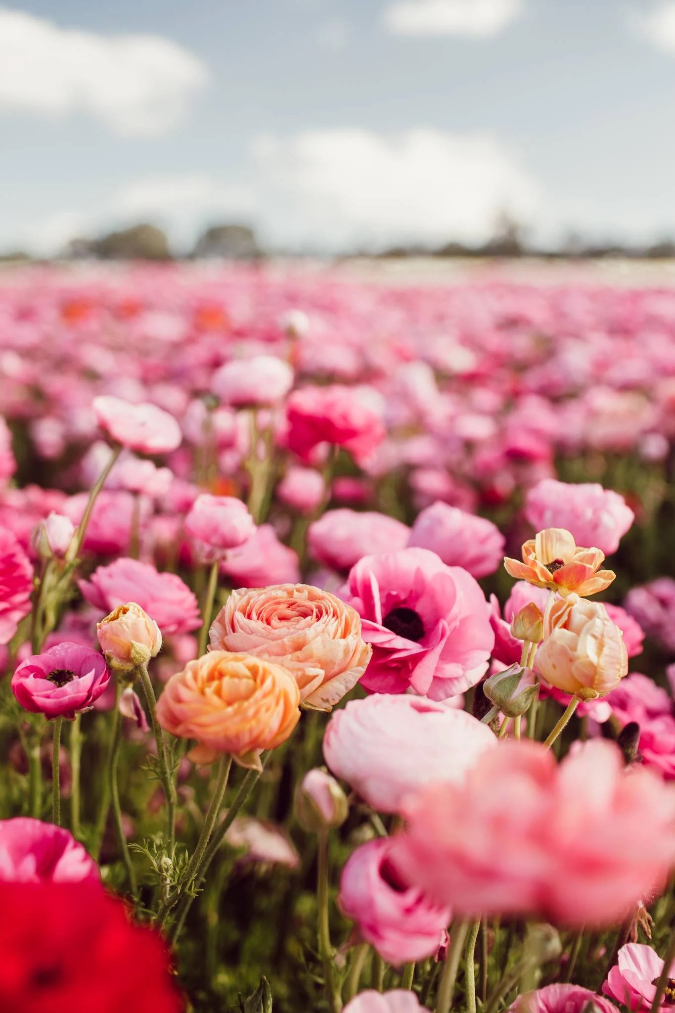 15 Best Flower Fields in California + Best Seasons To View Them