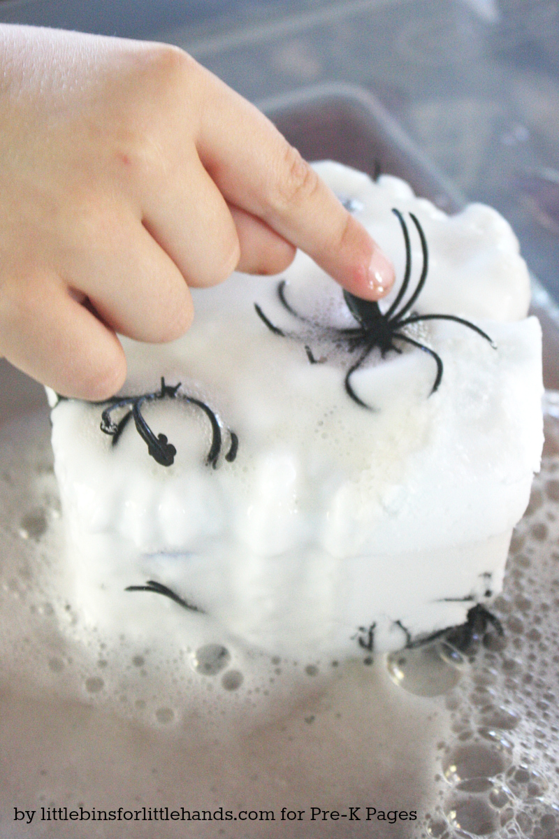 Spider Science Experiment