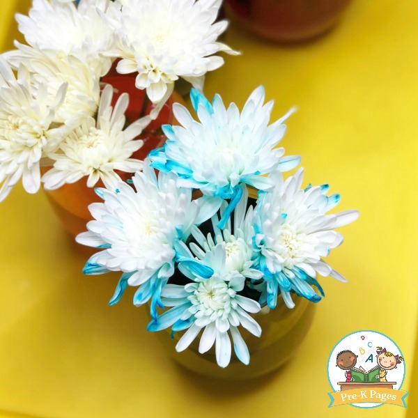 And you can learn a little something about plants in the process. Color Changing Flowers Science Experiment - Pre-K Pages