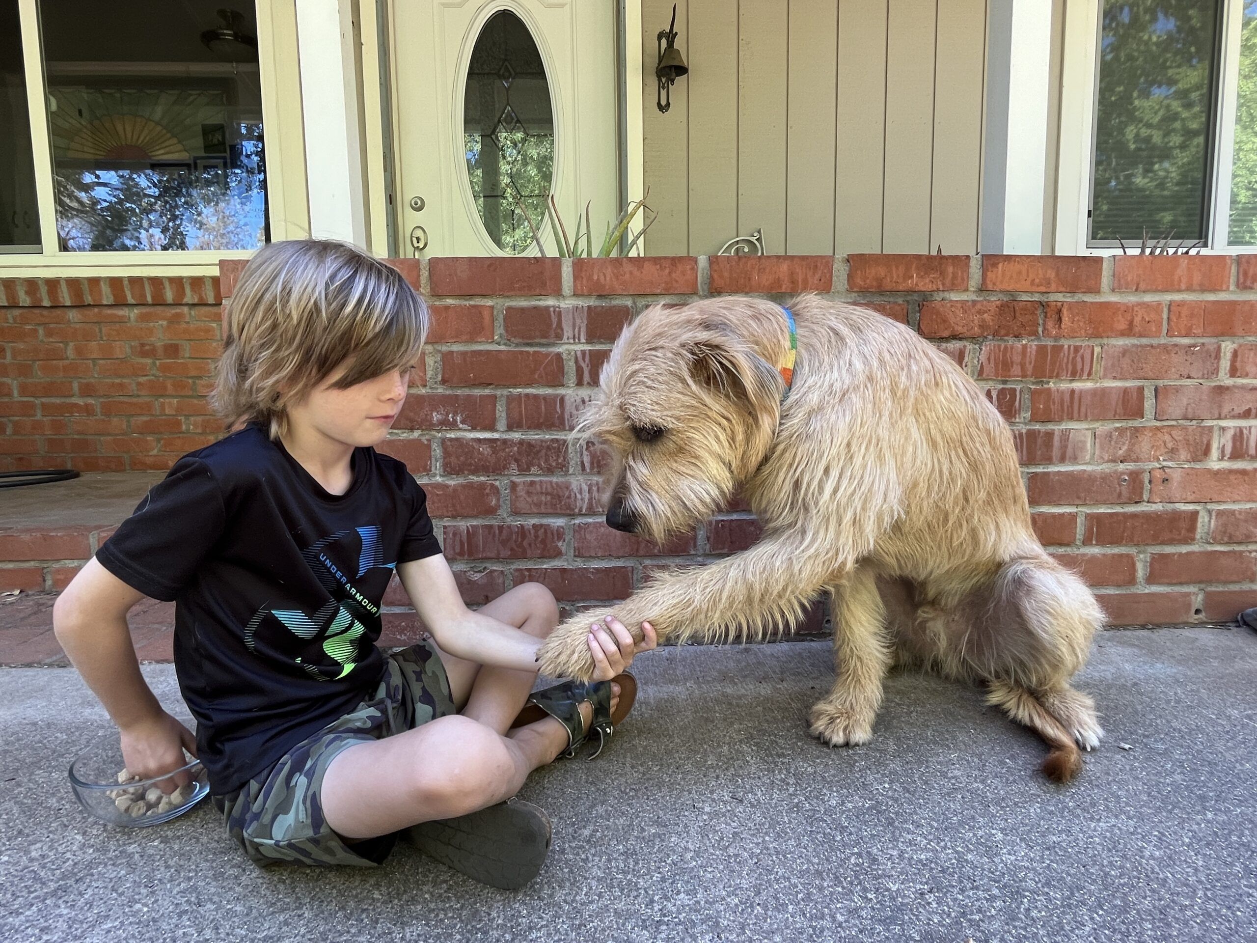 How to Teach Your Dog to Shake (Paw) Whole Dog Journal