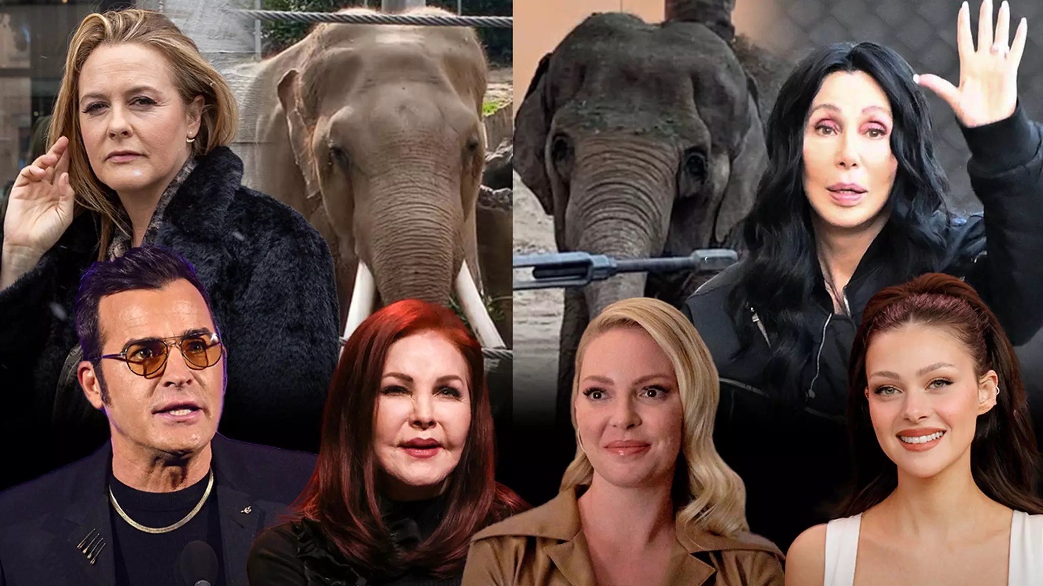 Heartfelt Plea: Celebrities Unite to Secure a Dignified Future for L.A. Zoo Elephants