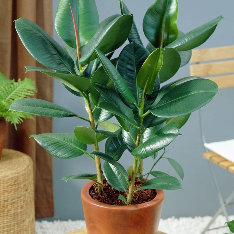 ゴムの木の育て方 | 観葉植物の通信販売 | Apego【アペーゴ】 ゴムの木の剪定時期と方法はこちら！育て方や増やし方もご紹介 | ひとはなノート