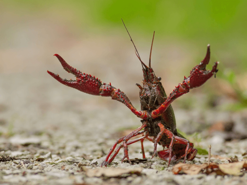 [ベスト] ザリガニ 写真 329499ザリガニ 餌 写真