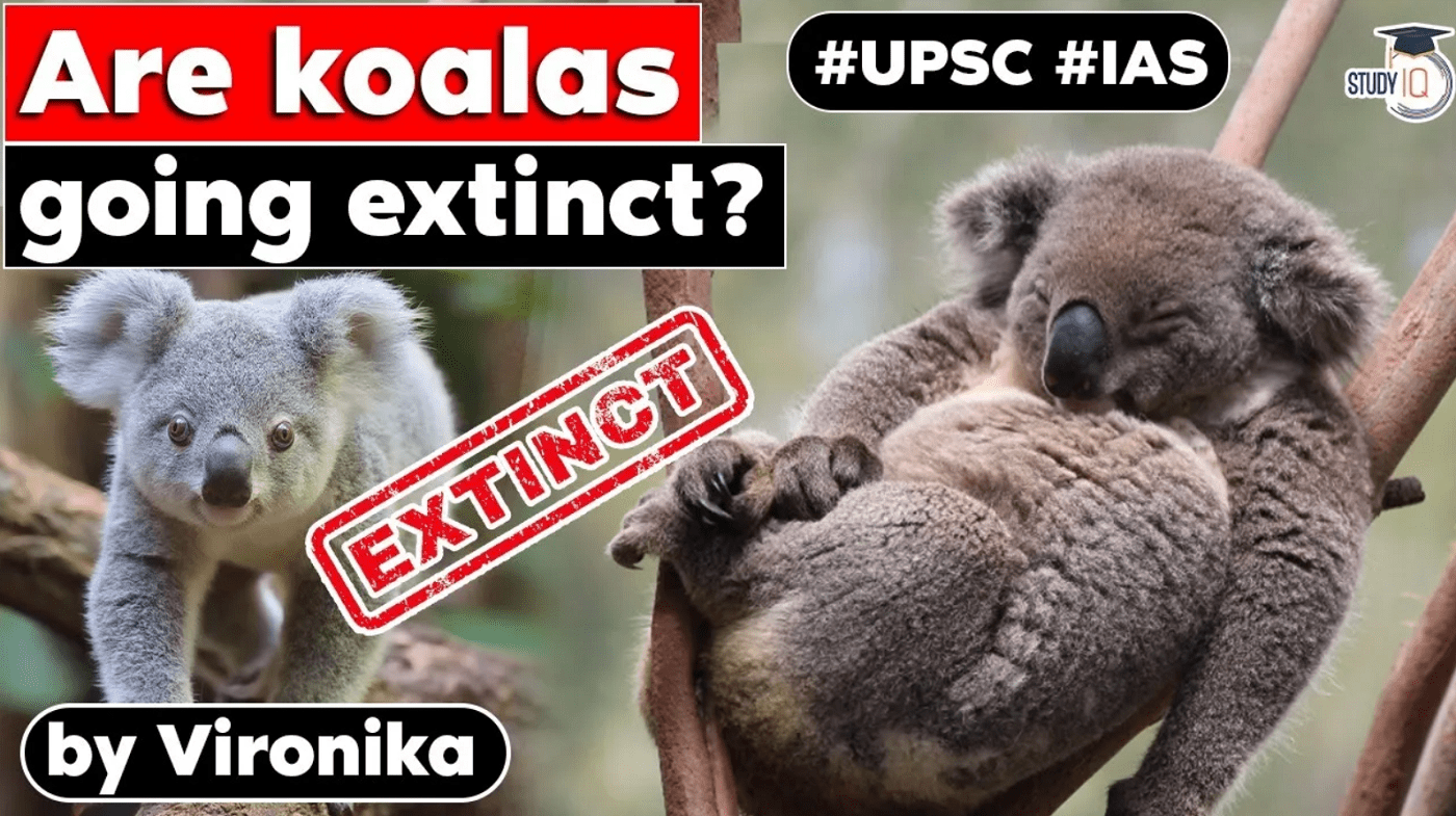 Koala Pouch Diagram