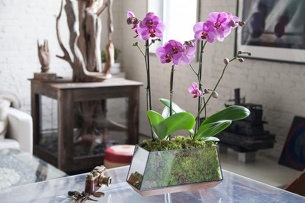 Are Orchids Good Gifts? - Smart Garden Guide What You Really Mean When You Gift An Orchid